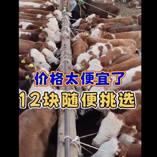 威宁县给河北客户收的137头小公牛，全是三、四、五千多的
