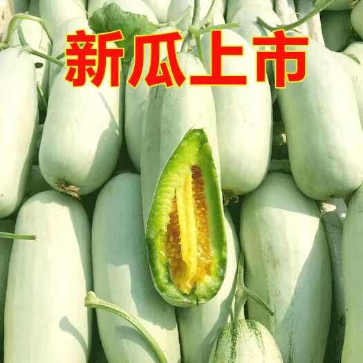莘县山东燕店甜瓜香瓜玉菇博洋九号博洋61号绿宝甜瓜久红瑞哈密瓜
