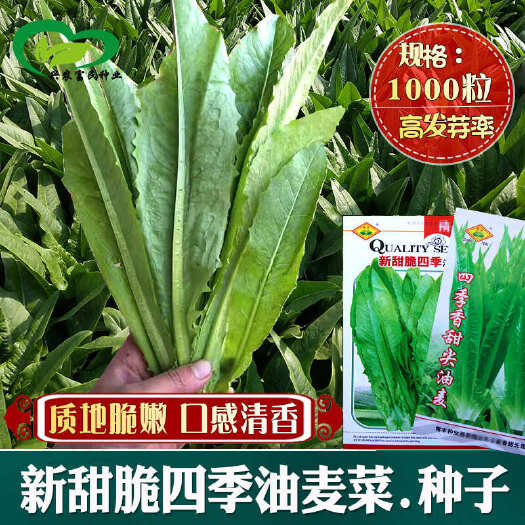 甜麦菜种子四季香油麦菜种子尖叶甜脆可口快速生长易种蔬菜种子