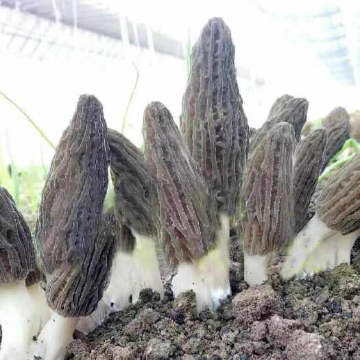 羊肚菌干货满满