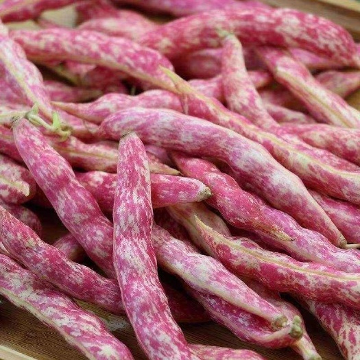 北镇市红金钩豆角主要吃的是豆角粒，非常好吃