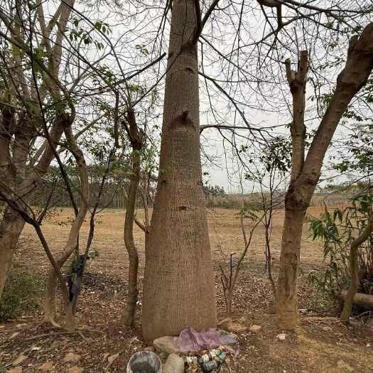 来宾自有基地供应绿化工程：大腹木棉