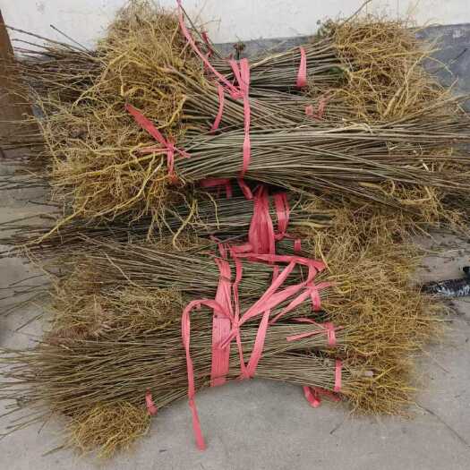 隆回县湖南邵阳黄柏苗厚朴苗基地直销优质苗木支持批发采购
