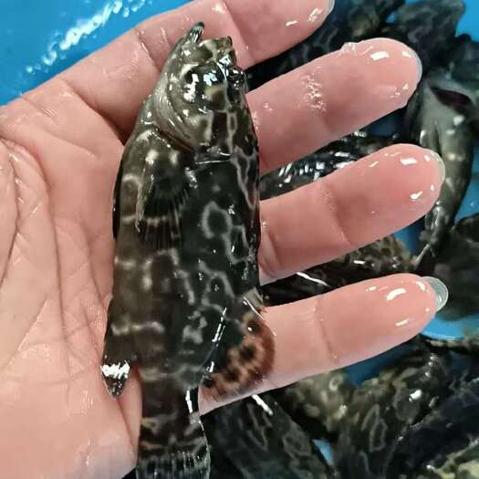 湛江坡头区优质珍珠石斑鱼苗水产种苗批发供应