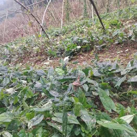 峨眉山市金果榄苗