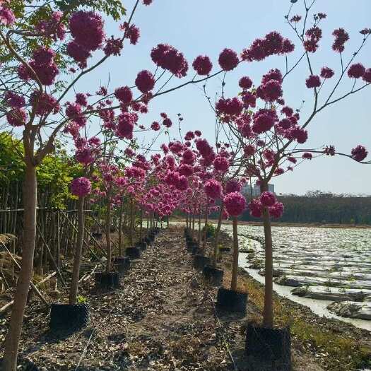 普宁市紫花风铃木2-12分，各种规格，大量低价出售