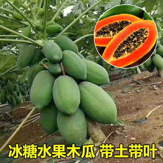 灵山县广西灵山优质木瓜苗 健壮水果木瓜种苗 批发零售均可