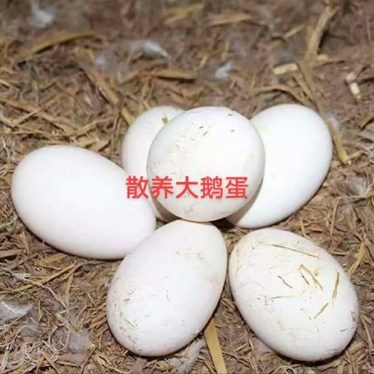 阳原县散养粮食大鹅蛋，营养丰富！
