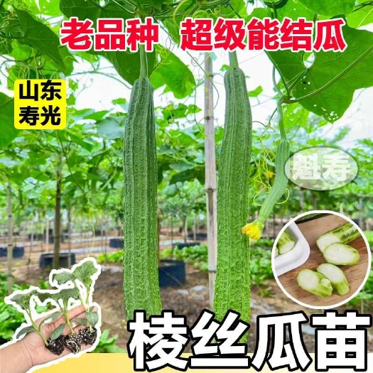 寿光四季八角棱丝瓜苗秧长短肉丝瓜种子春秋盆栽高产蔬菜苗籽早熟