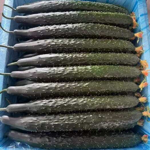 夏邑县黄瓜，密刺
