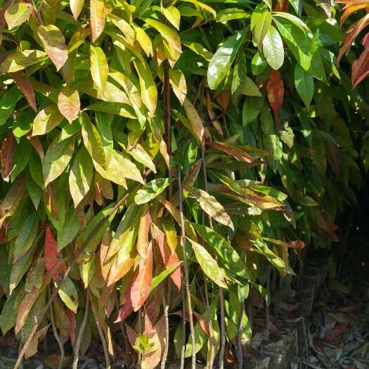 广州木荷苗是荒山荒岭先锋好树种，木荷是防火带优选好树