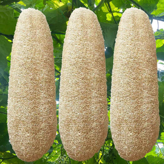 邳州市丝瓜络，丝瓜瓤，刷锅洗碗，中药财zhang6170729