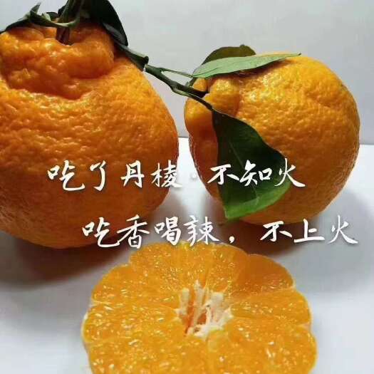 丹棱县丑橘不知火