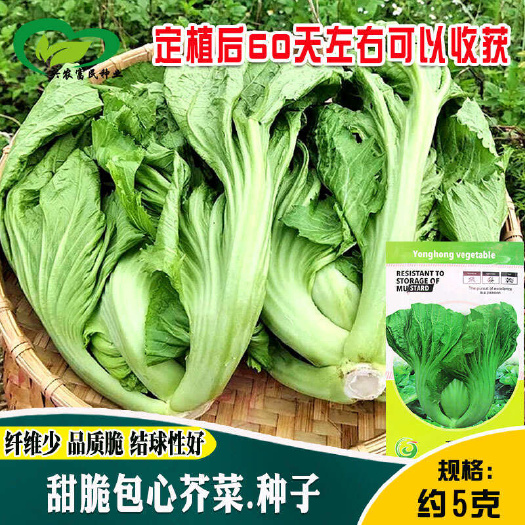 青丰宽帮青菜种子南北方农田菜园大叶耐寒芥菜籽腌制咸泡蔬菜种子