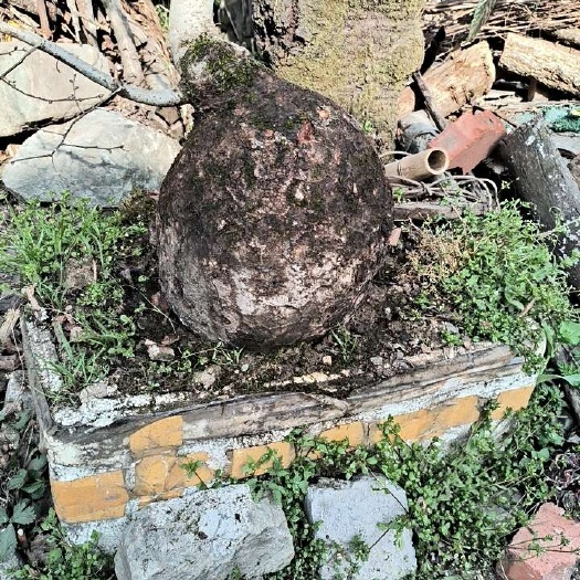 康县大叶垂榆