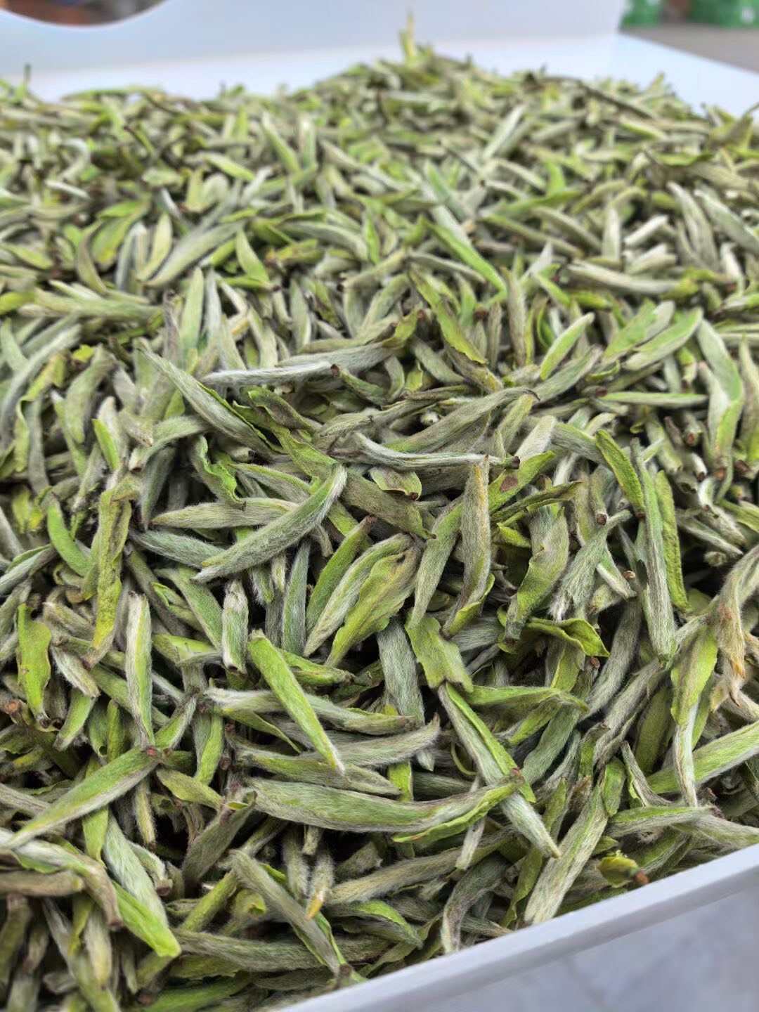 福鼎白毫银针让舌尖带您去趟福鼎茶山！可带发礼盒包装一斤起批发