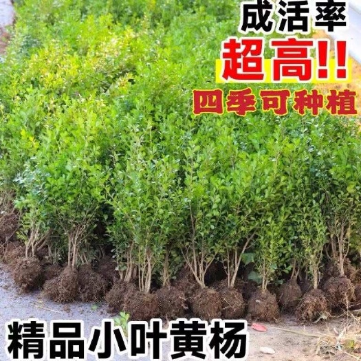 沭阳县小叶黄杨苗瓜子黄杨四季常青别墅地栽庭院花坛耐寒绿化植物篱笆苗