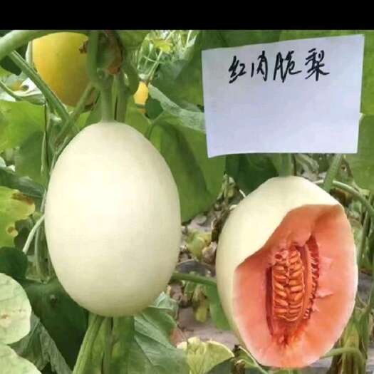 单县山东脆梨甜瓜 红心脆梨 东方蜜 甜红玉 质量保证 欢迎电