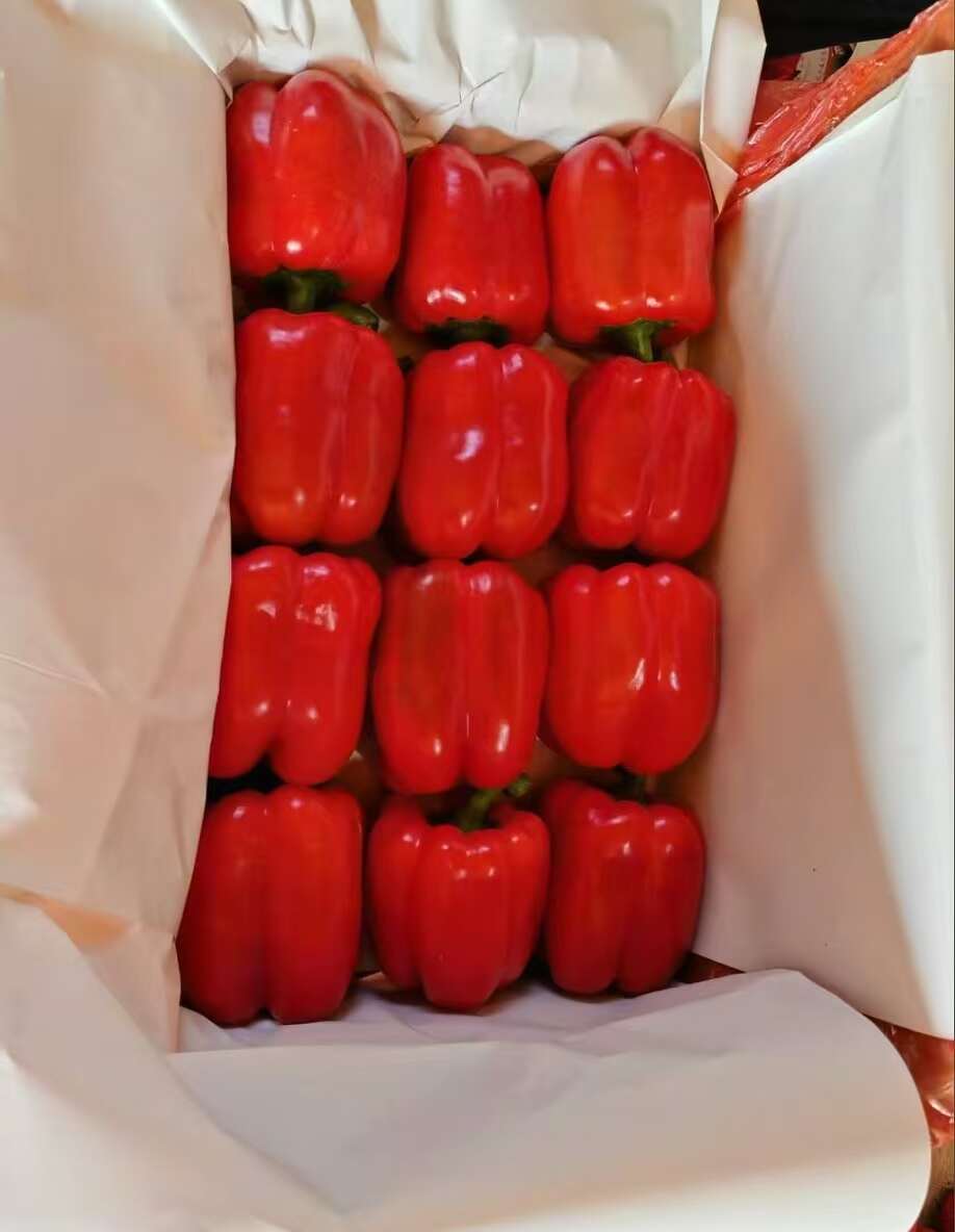 寿光市优质精品红彩椒 蔬菜之乡产地直供 对接各大档口 电商 商超