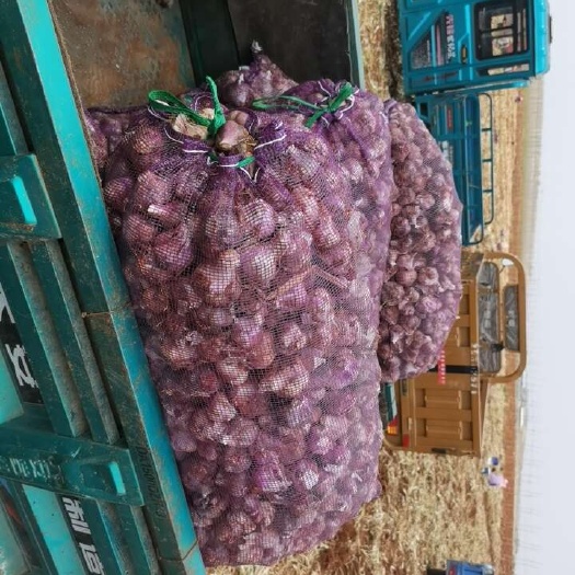 陆良县大蒜 自家种植 新鲜出炉大蒜