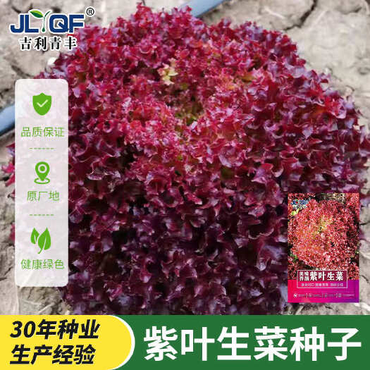 河间市紫叶生菜种子四季农田菜园红生菜柔嫩散叶锯齿形紫生菜蔬菜籽