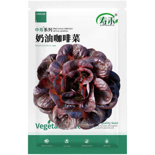河间市四季奶油咖啡生菜种子国外引进农田菜园可盆栽沙拉菜紫叶生菜籽
