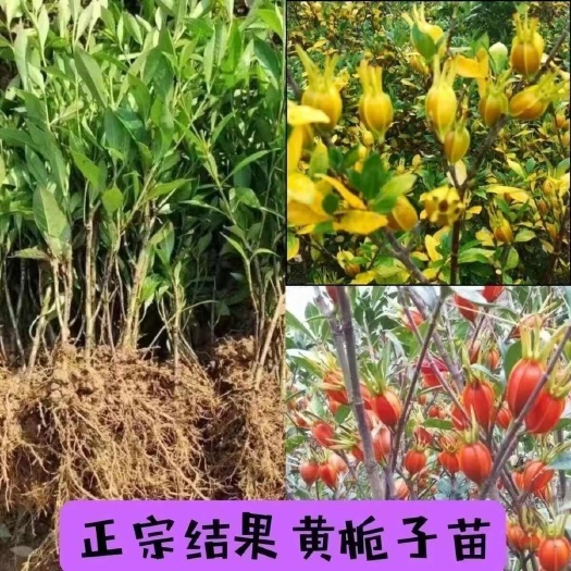 沭阳县黄桅子大叶扦插苗黄栀子扦插苗大叶药用黄栀子黄栀子