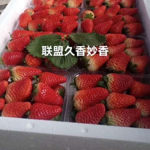 临沂草莓