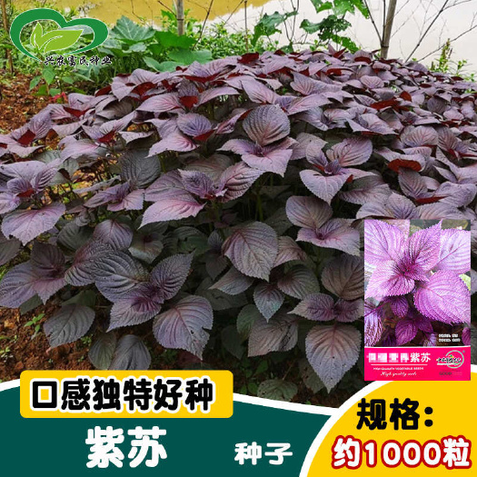 河间市紫苏种子单面双面四季种植紫苏香料种子农田菜园基地蔬菜种子