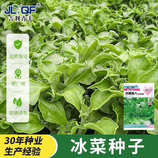 非洲水晶冰菜种子高钙四季农田菜园基地肉厚柔嫩冰草沙拉菜种子