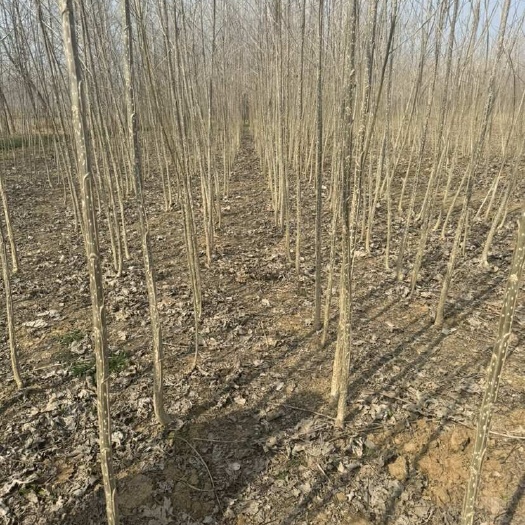 白杨树杨树