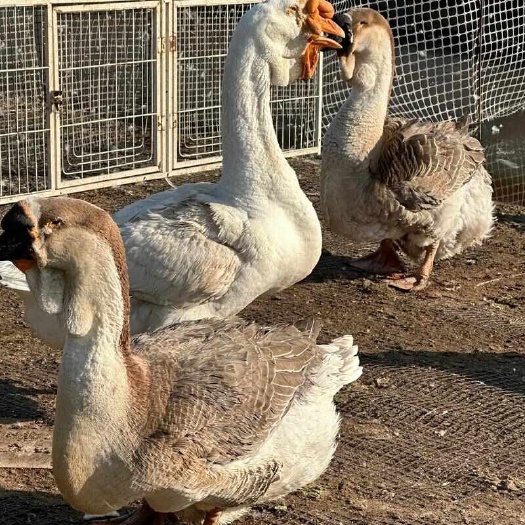 阳信县白狮头