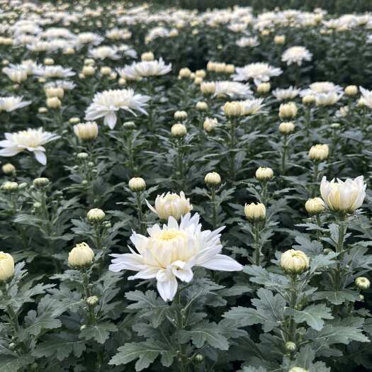 东海县黄白菊 量大质优 个人种植十万株 花圈观赏花