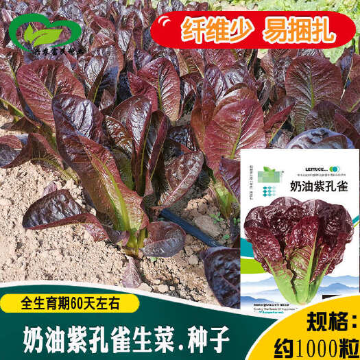 紫孔雀生菜紫罗马生菜种子直立农田菜园种植易栽培生菜种籽