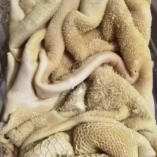 汕头本地飞水牛肚4成