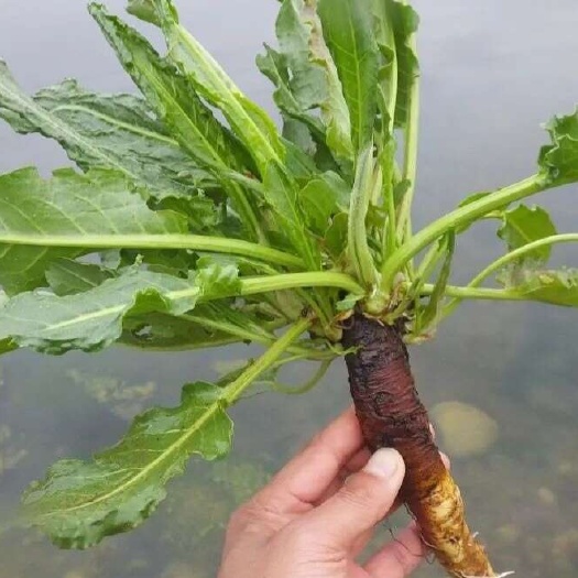 房县土大黄