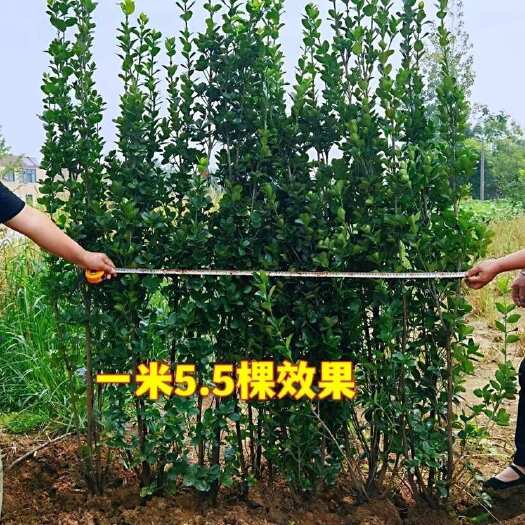 沭阳县丛生北海道黄杨绿篱围墙四季常青不落叶耐寒耐热庭院别墅绿植风景