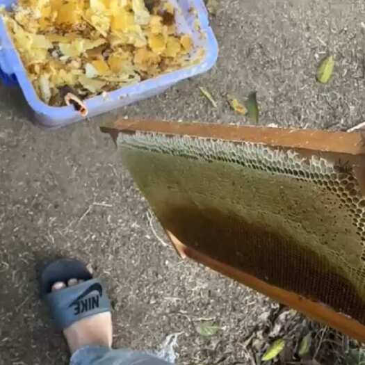 揭西县冬￼蜜鸭脚木￼蜜不加一滴白糖赔￼￼
