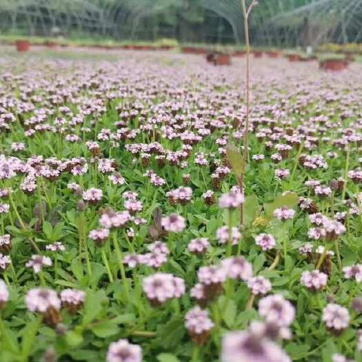 鹰潭江西鹰潭姬岩垂草地被植物优质供应