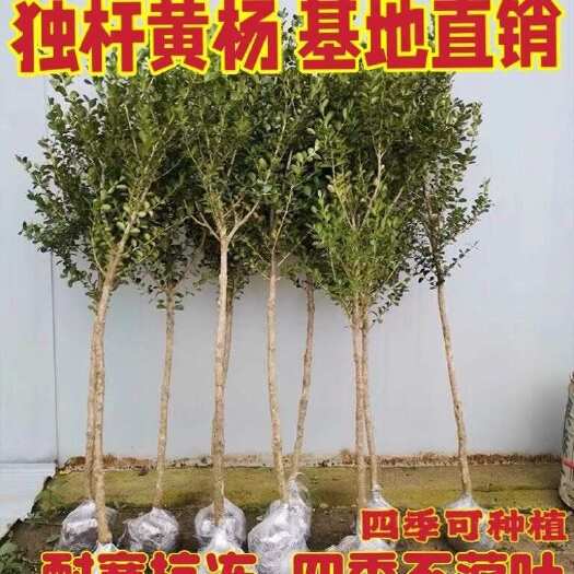 沭阳县瓜子小叶黄杨苗独杆黄杨树高杆黄杨盆景造型树桩盆栽庭院绿化专用
