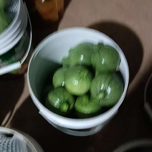 元谋县绿皮西葫芦