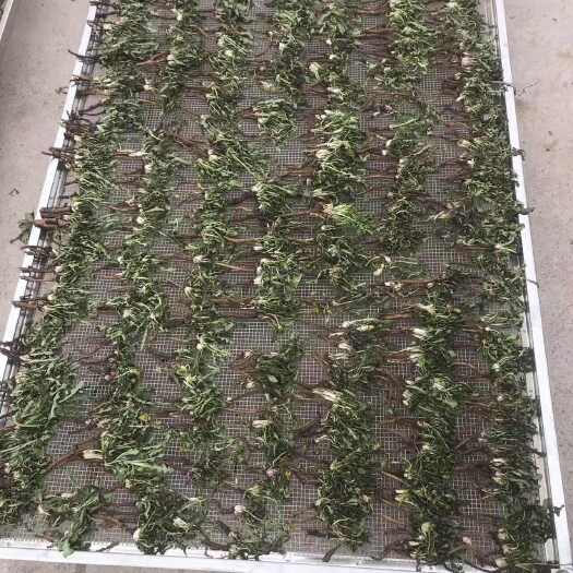 长葛市水洗蒲公英，人工挑拣，装箱子。