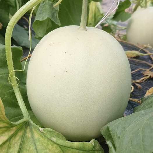 博洋61.9号玉菇久红瑞网纹瓜花蕾绿宝小西瓜可代收代发