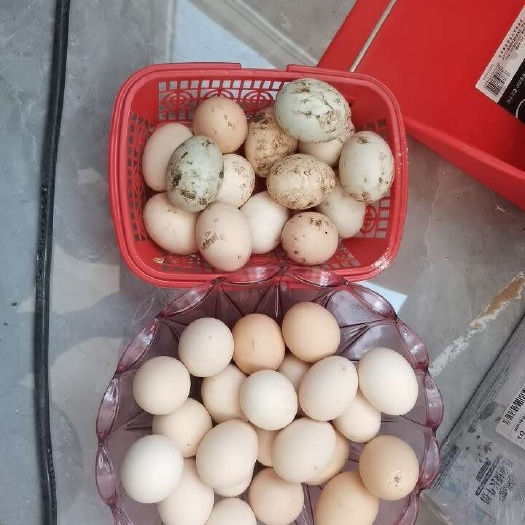 莘县山东聊城莘县新鲜土鸡蛋批发零售产地直供