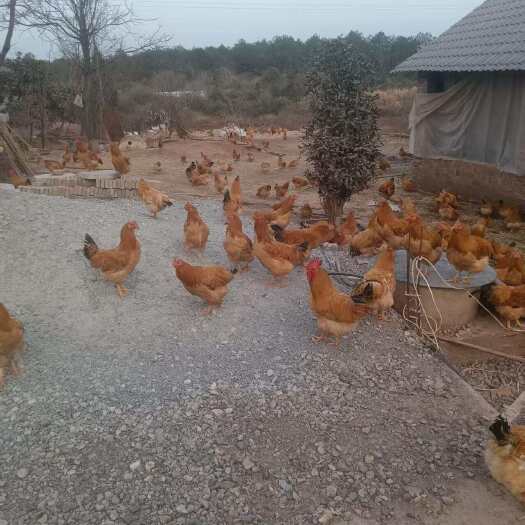 德兴市活鸡。三黄鸡