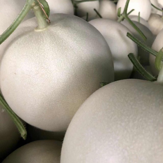 玉菇甜 香甜可口，现在大量上市，产地一手货源。