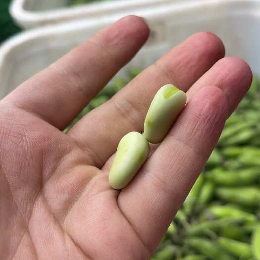 威远县四川蚕豆大量上市