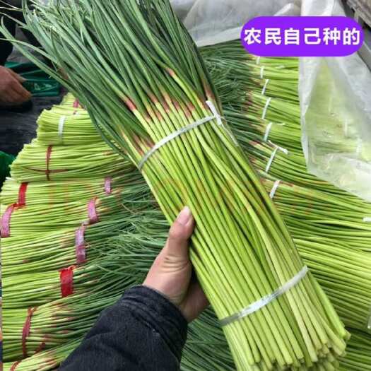 紅帽蒜苔，河南開(kāi)封精品蒜苔紅帽50公分長(zhǎng)
