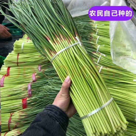通许县红帽蒜苔，河南开封精品蒜苔红帽50公分长