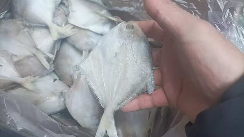 荣成市鲳鱼